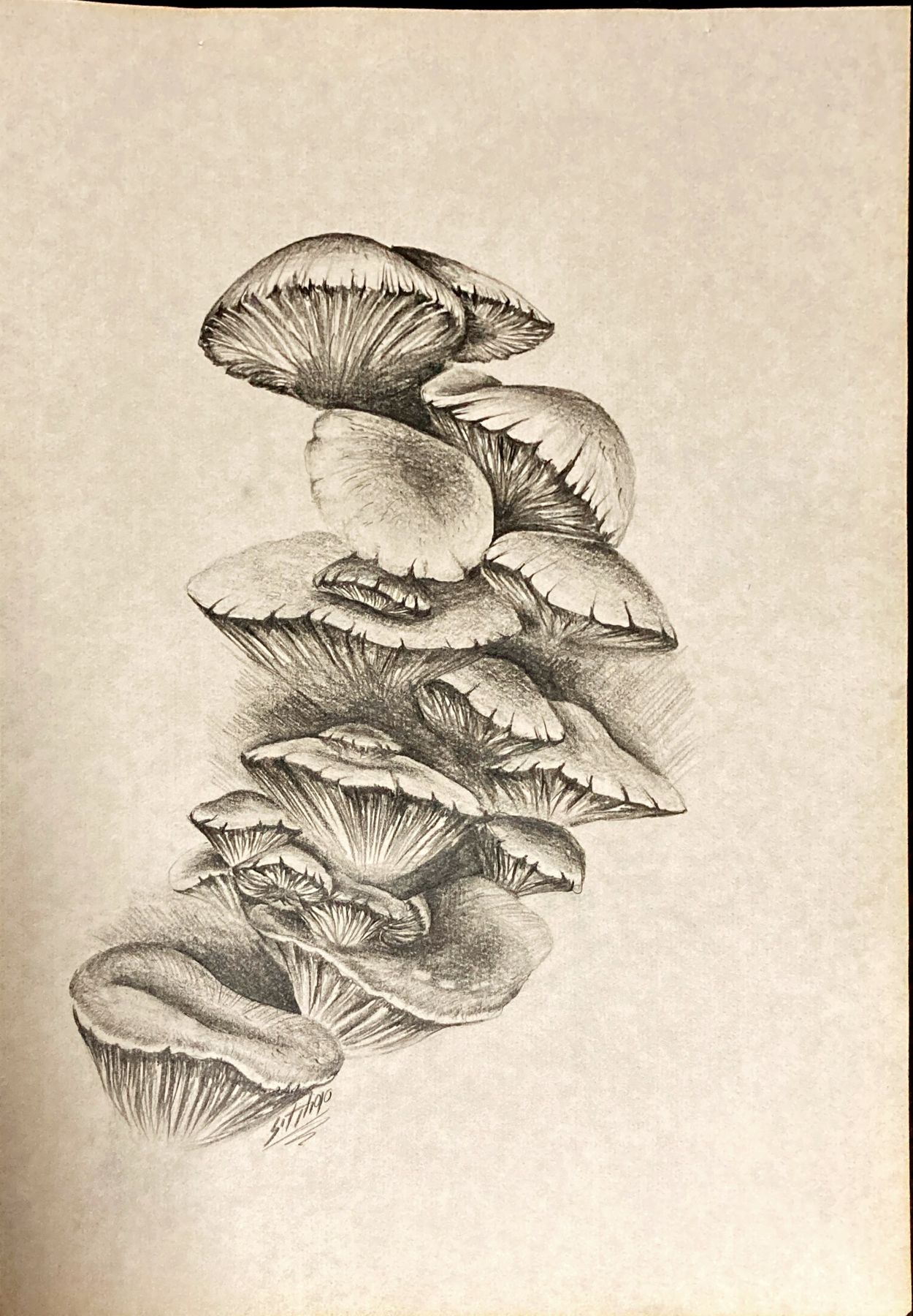 Hand-drawn mushroom study