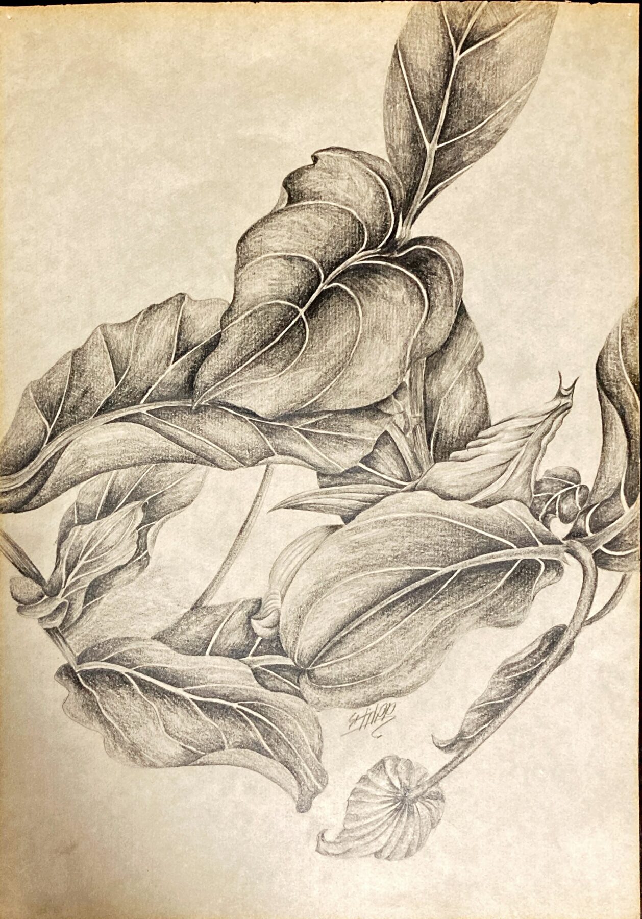 Detailed graphite drawing of curled leaves