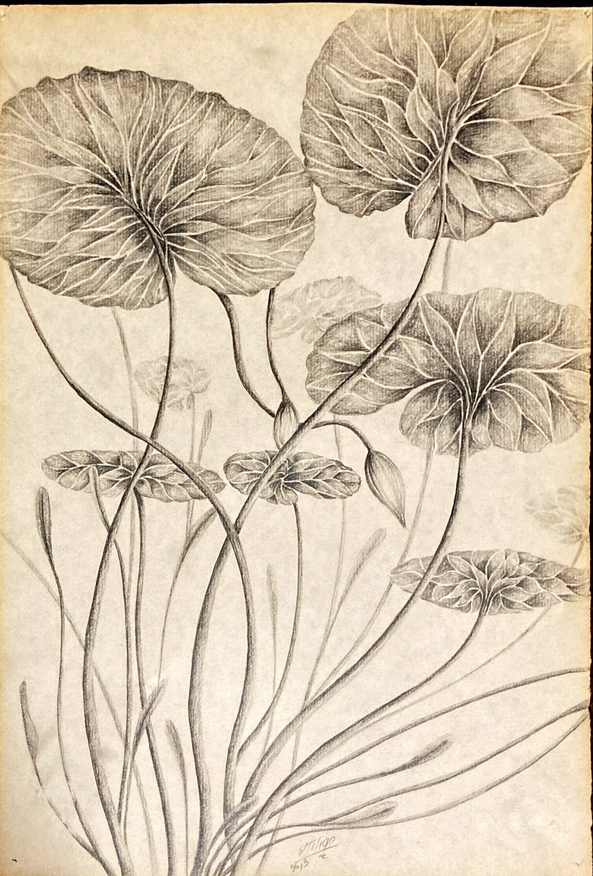 Graphite botanical drawing of lotus stems and leaves