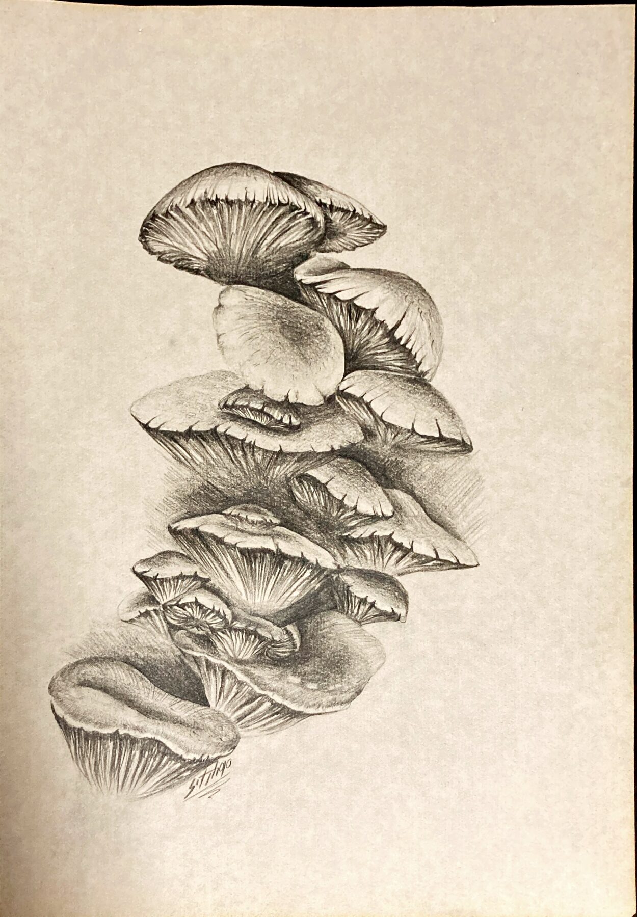 Detailed graphite drawing of layered mushrooms