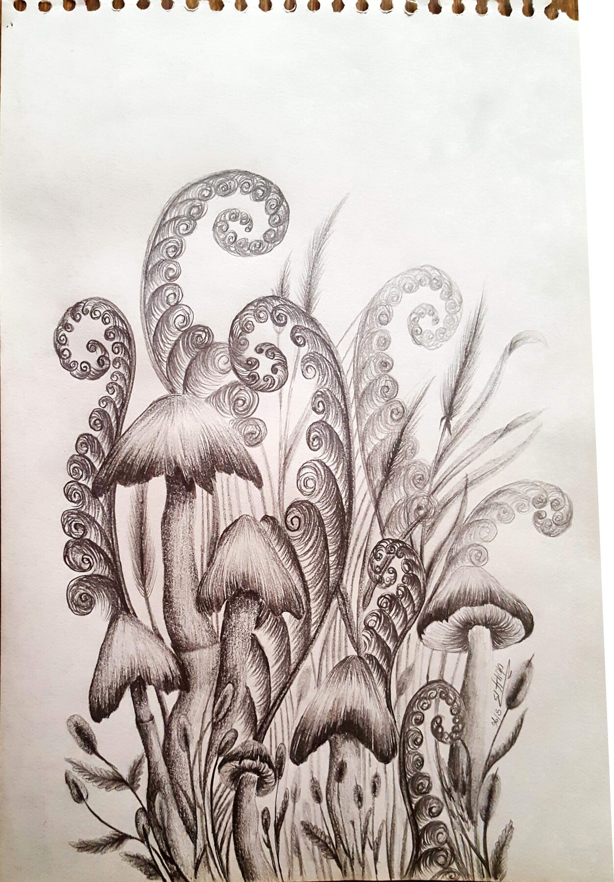 Fantasy botanical drawing of mushrooms and curling plants