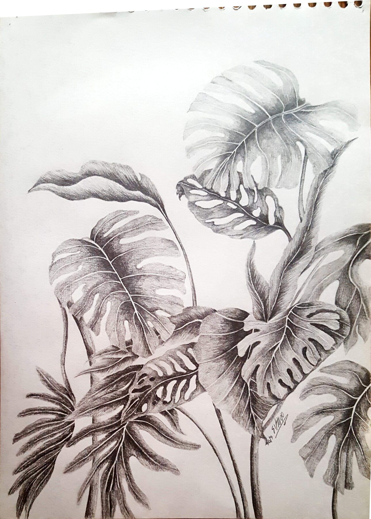 Graphite botanical study of tropical foliage