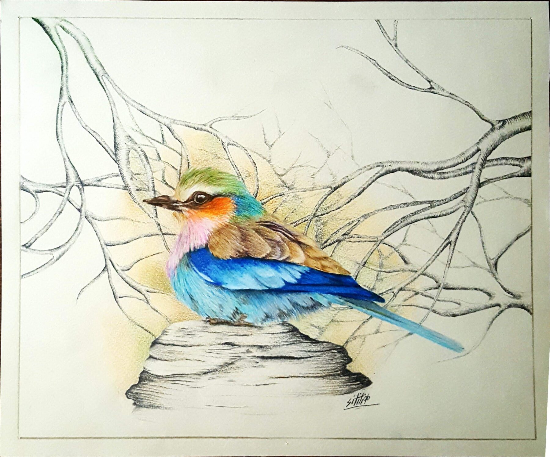 Colour-pencil illustration of a bird perched on a branch