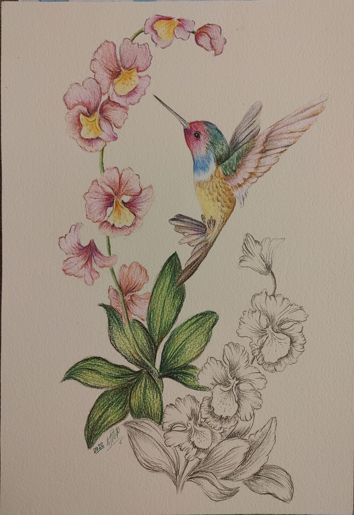 Hummingbird and orchid botanical illustration by Mona Sani