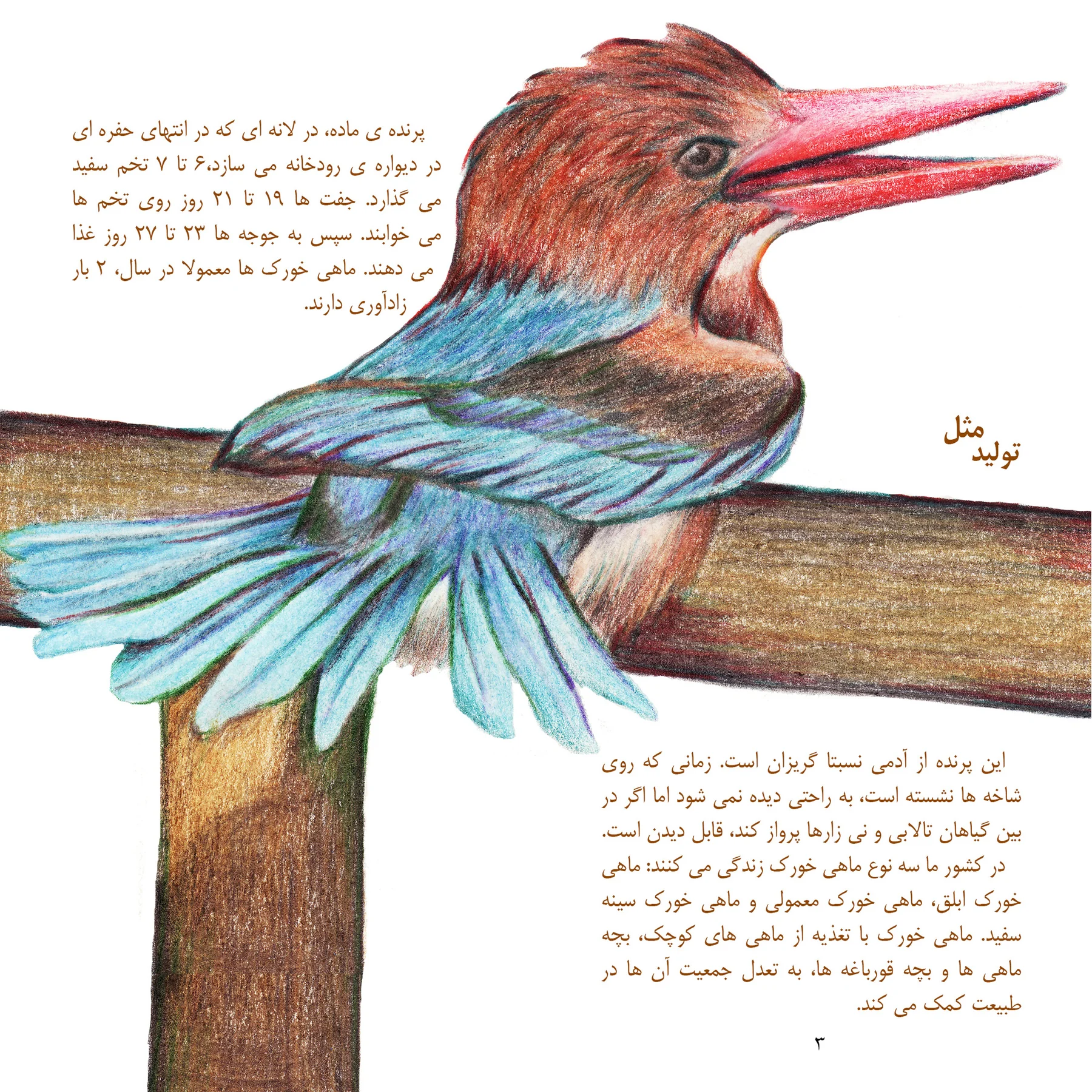 White-breasted Kingfisher illustration with turquoise feathers in Mona Sani's original Persian book layout