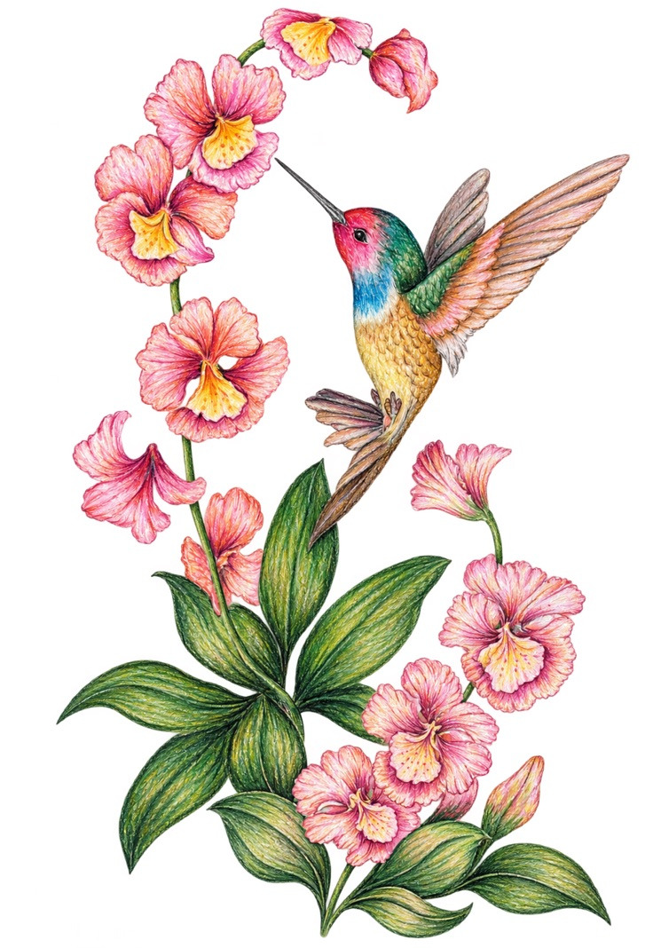 Original hand-drawn hummingbird feeding at pink orchid blossoms among green leaves, by Mona Sani
